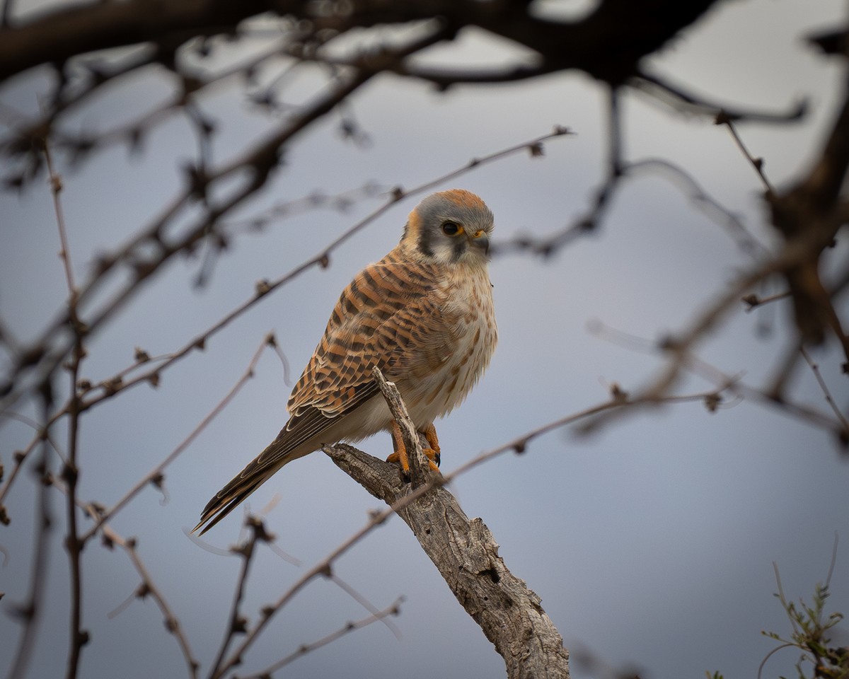 American Kestrel - ML647663514