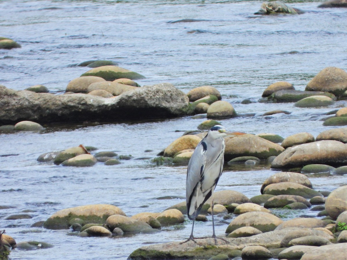 Gray Heron - ML647663516