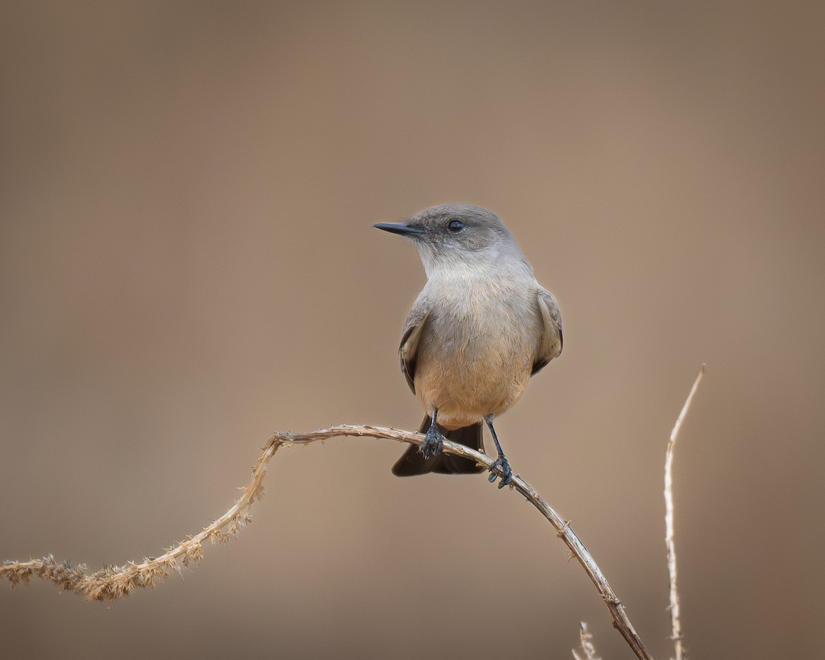 Say's Phoebe - ML647663522