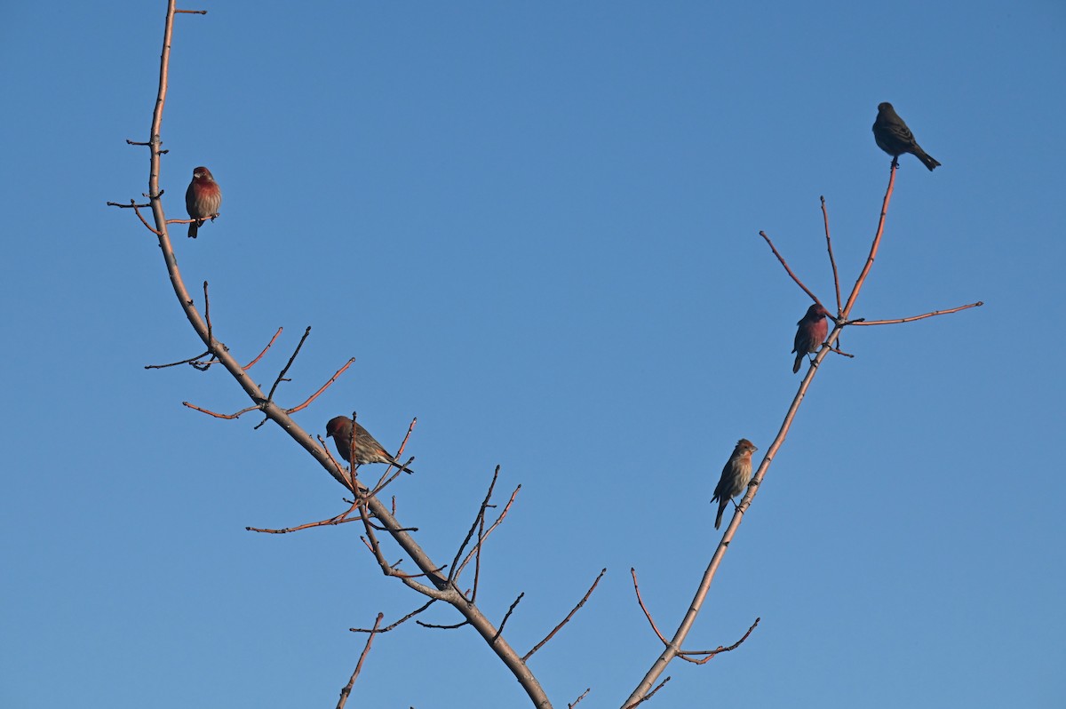 House Finch - ML647663523