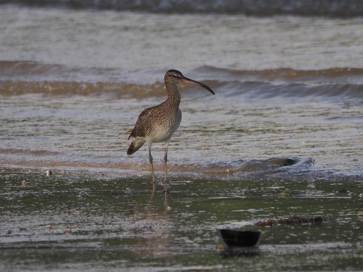 Eurasian Whimbrel - ML647663524