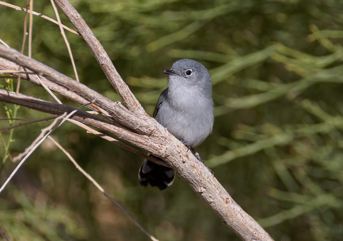 Black-tailed Gnatcatcher - ML647663525