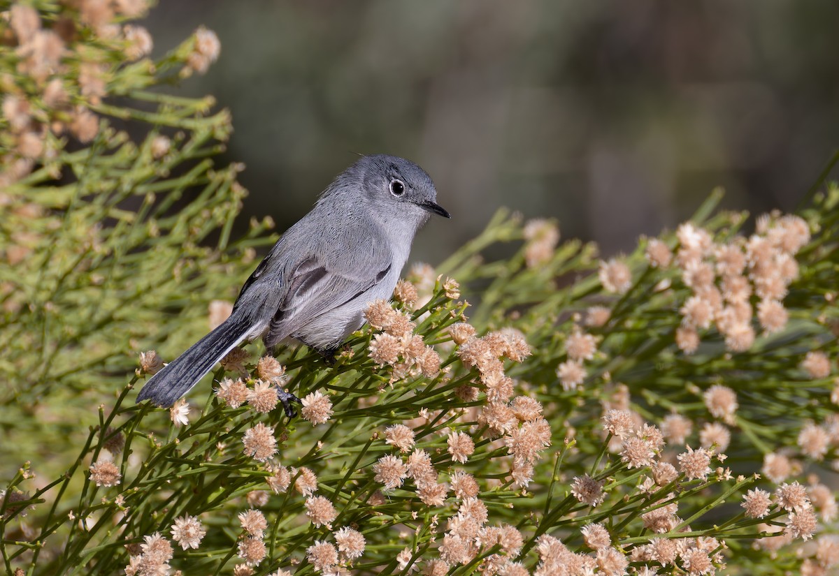 Black-tailed Gnatcatcher - ML647663526