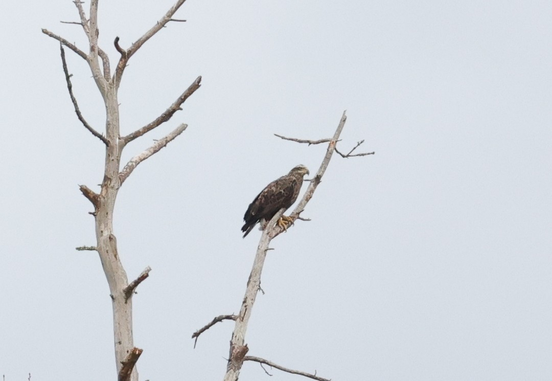 Bald Eagle - ML647663544