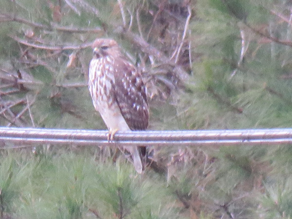 Red-shouldered Hawk - ML647663545