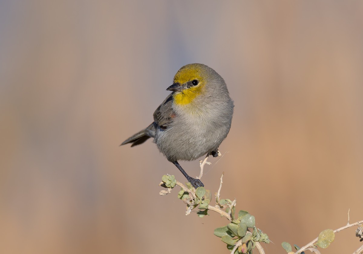 Verdin - ML647663547