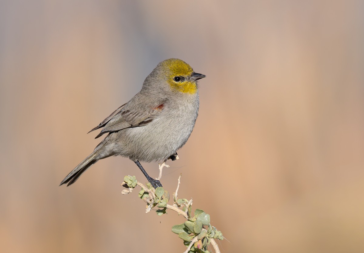 Verdin - ML647663549