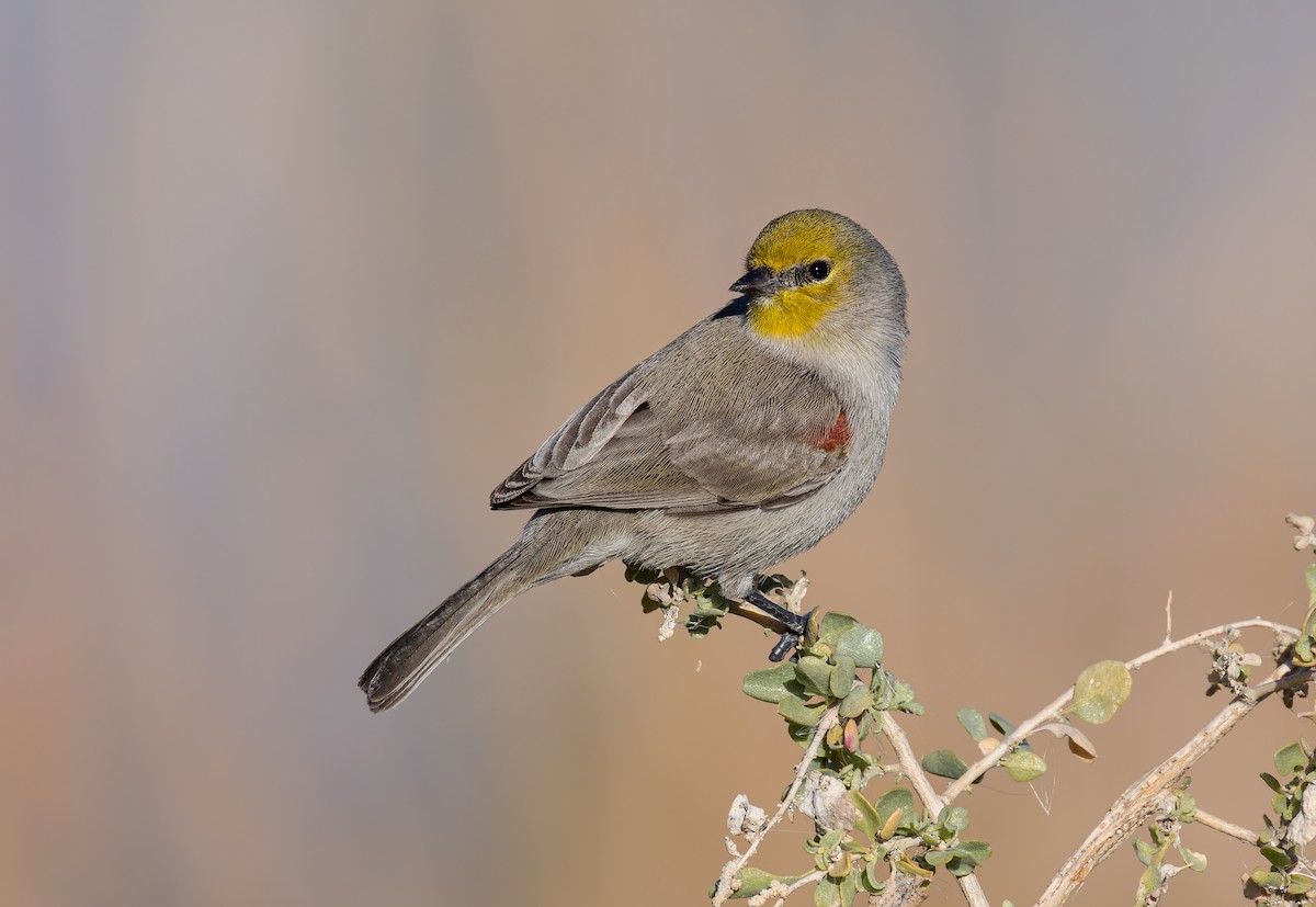 Verdin - ML647663550