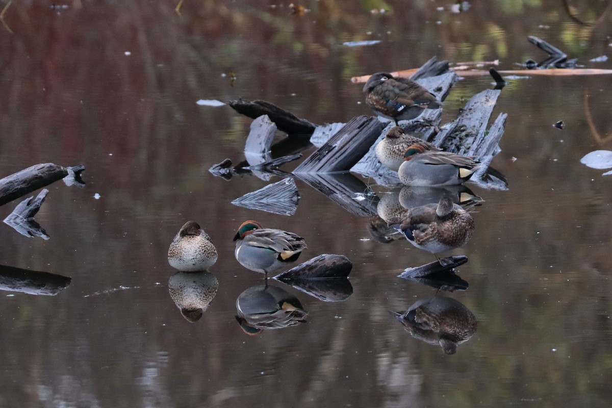 Green-winged Teal (American) - ML647663552