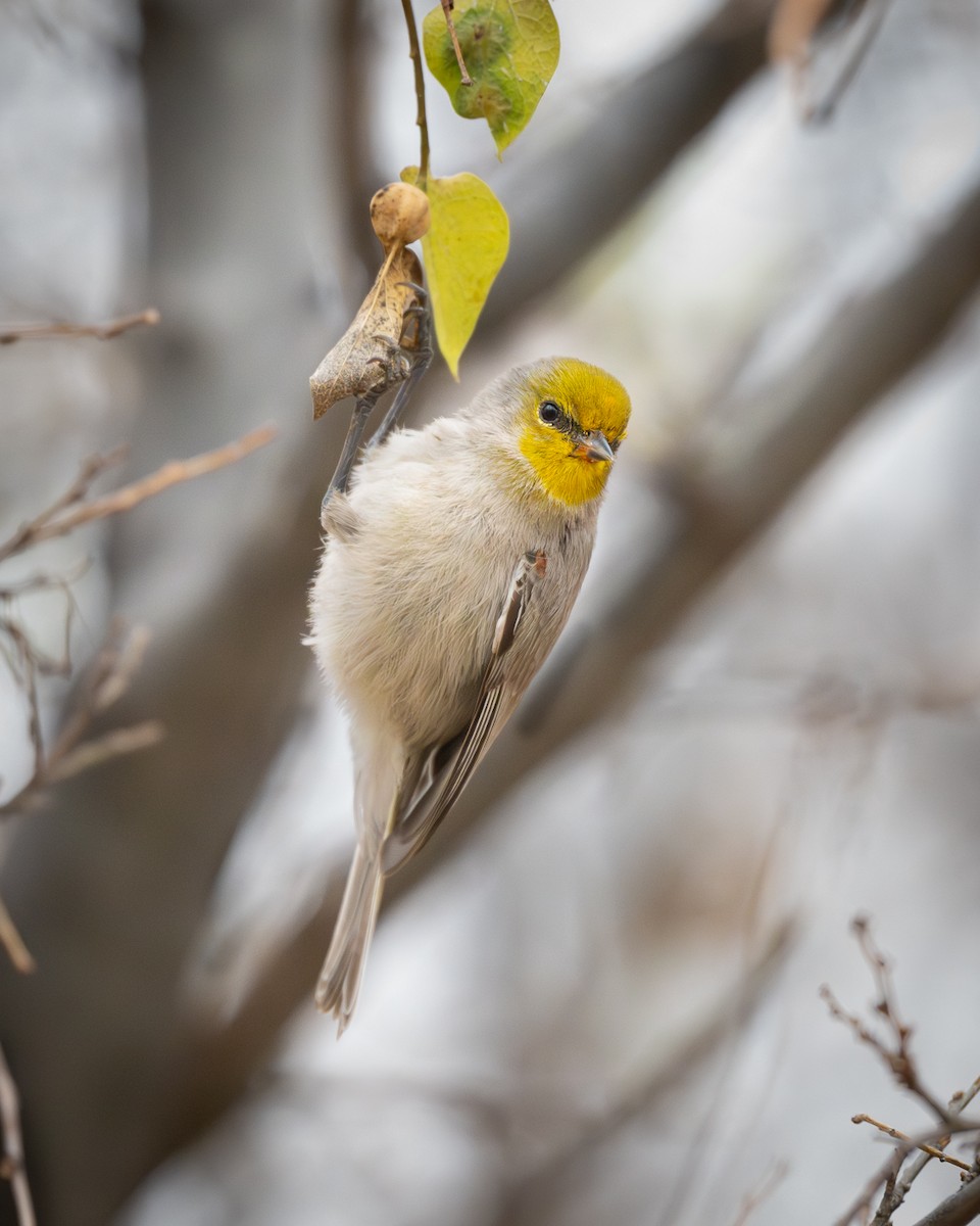 Verdin - ML647663553