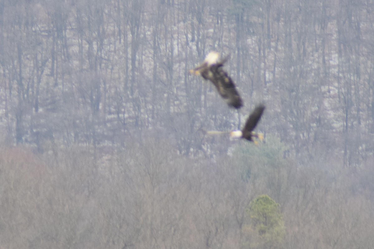 Itsas arrano buruzuria - ML647663556