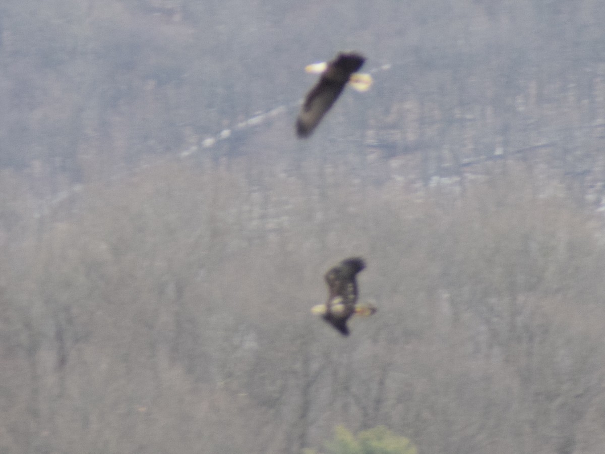 Itsas arrano buruzuria - ML647663557