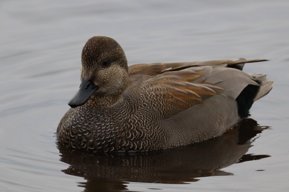 Gadwall - ML647663559