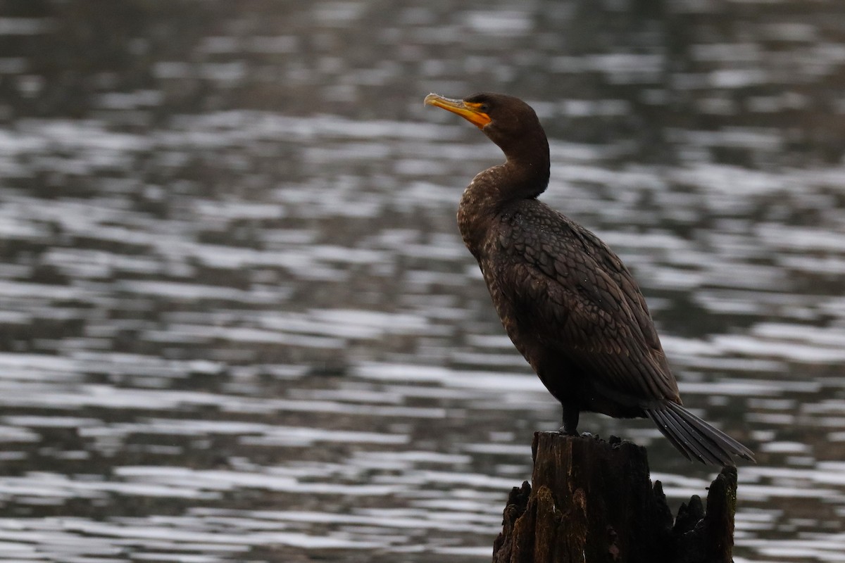 Cormorán Orejudo - ML647663562