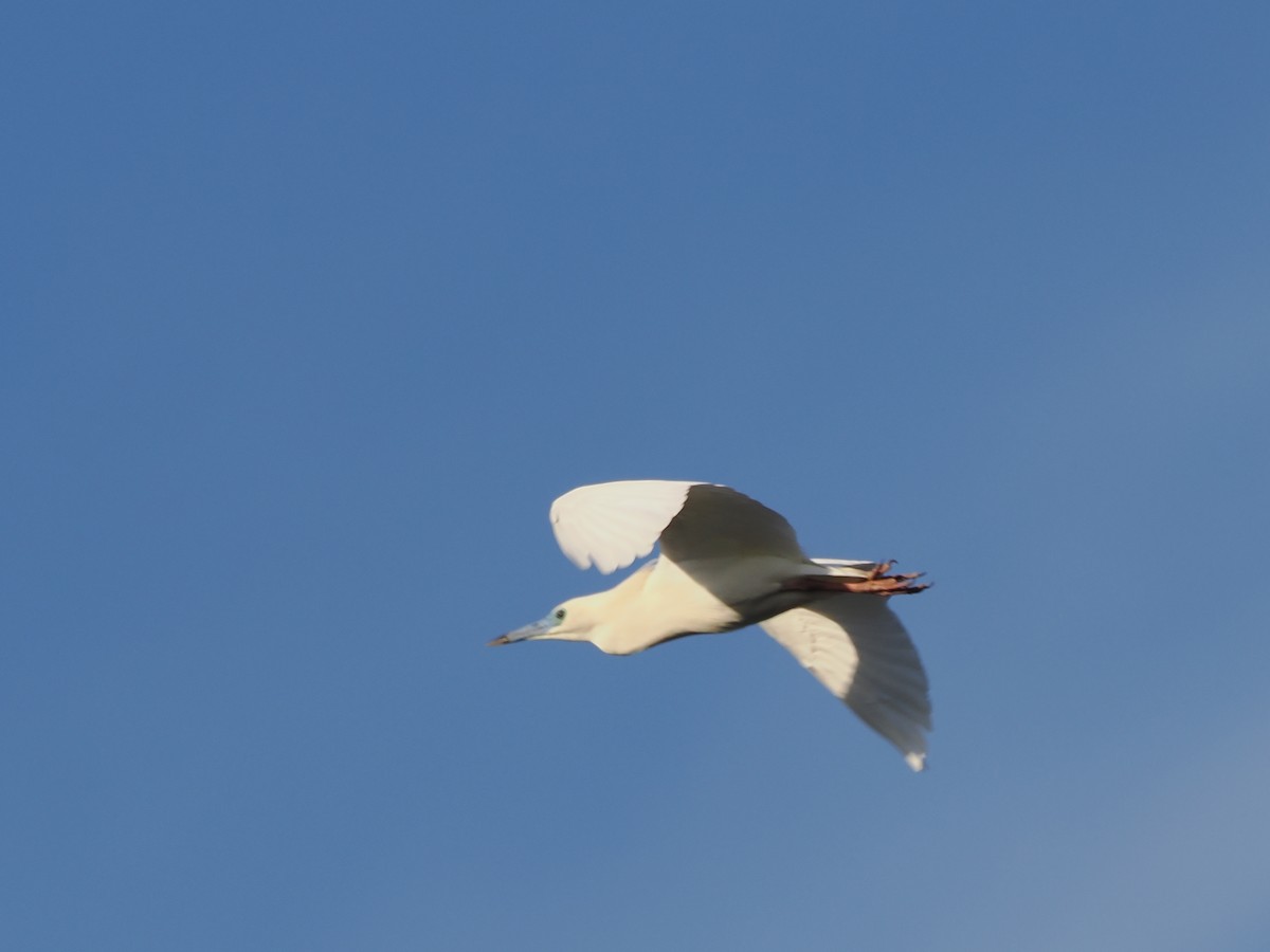 Чапля синьодзьоба - ML647663564