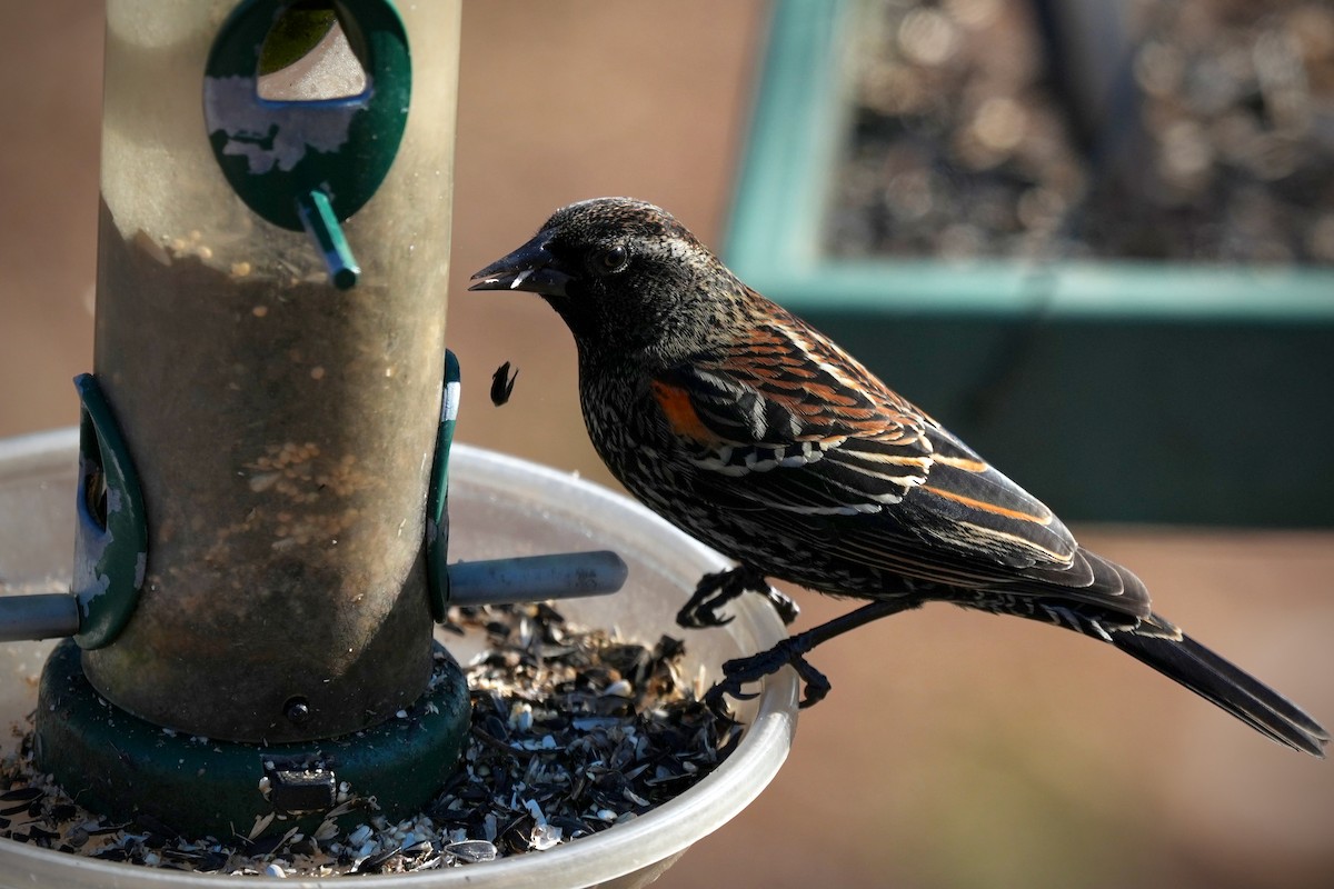 Red-winged Blackbird - ML647663565
