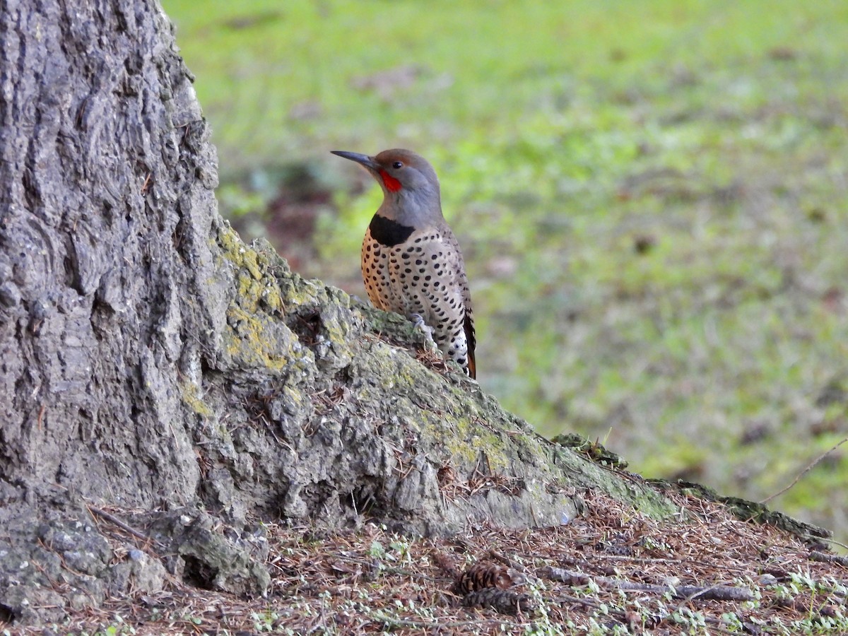 Altın Ağaçkakan [cafer grubu] - ML647663570