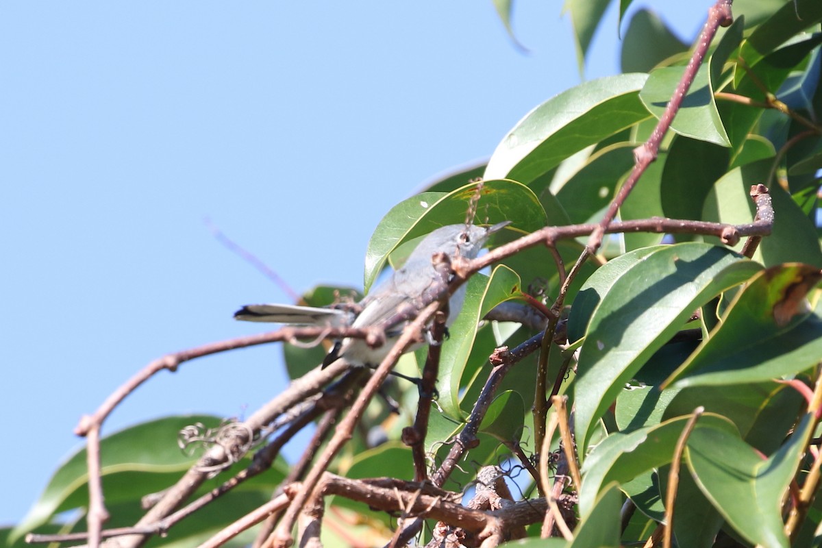 Blue-gray Gnatcatcher - ML647663572