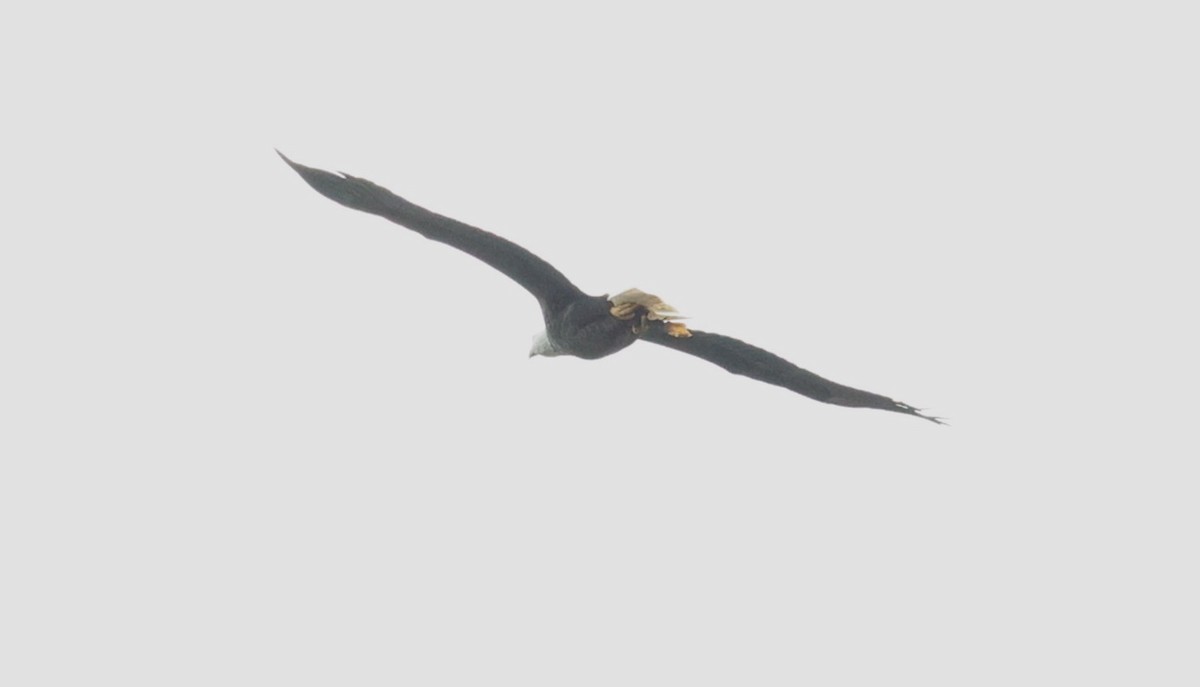 Itsas arrano buruzuria - ML647663579