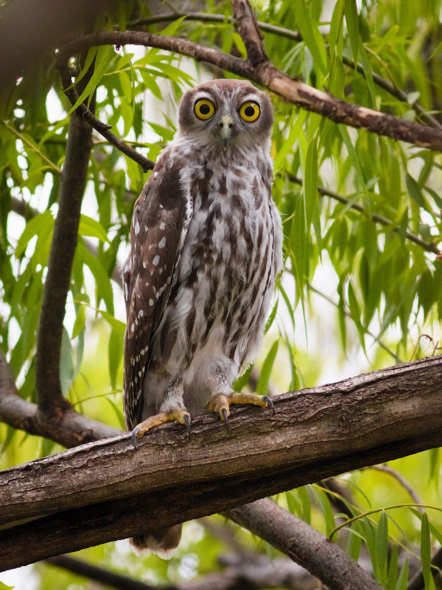 Barking Owl - ML647663589