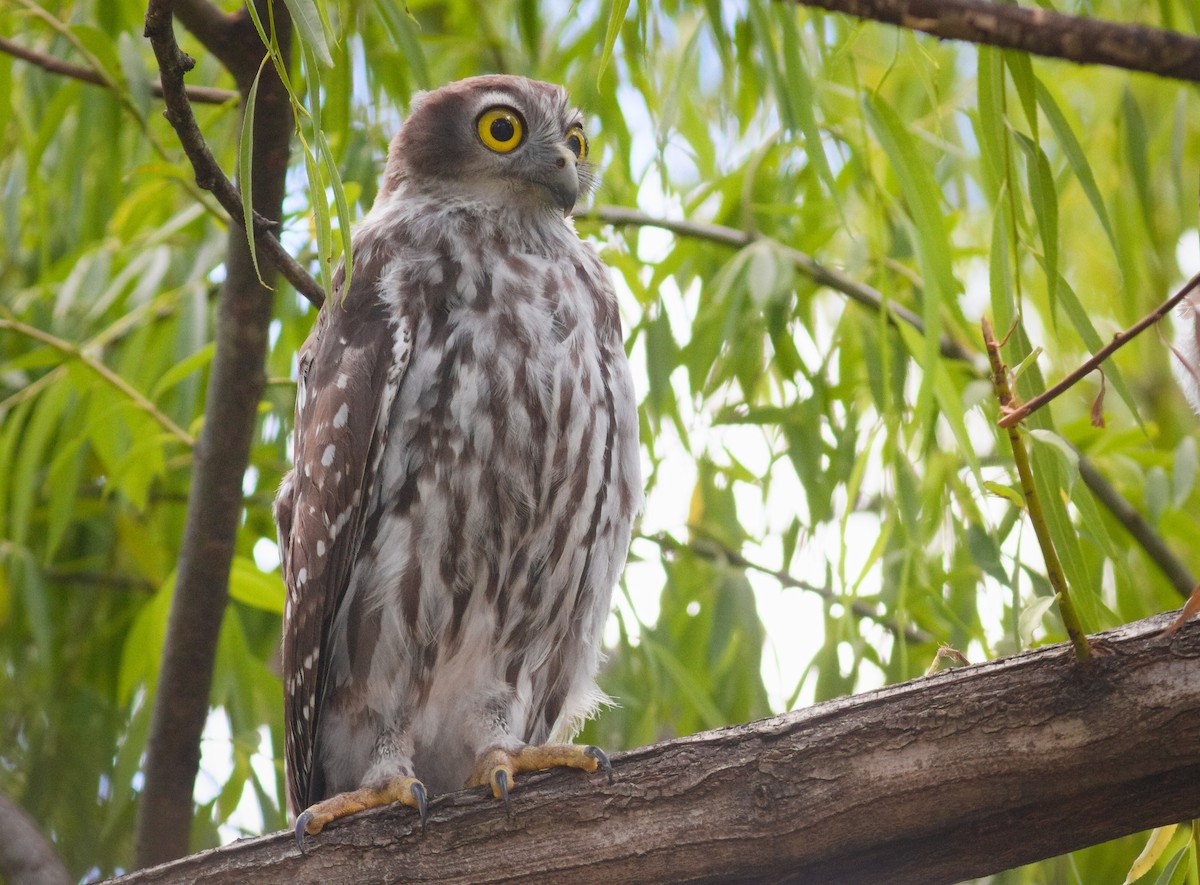 Barking Owl - ML647663590