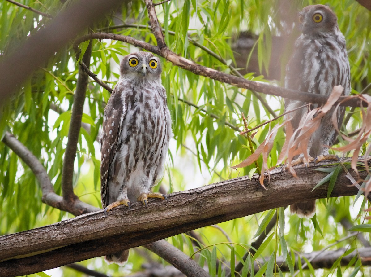 Barking Owl - ML647663593
