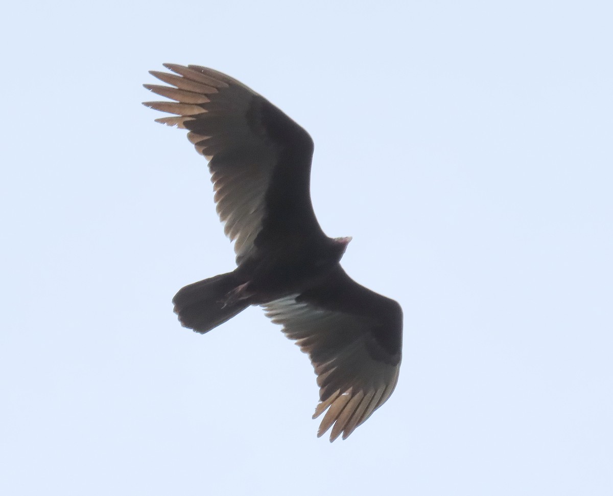 Turkey Vulture - ML647663598