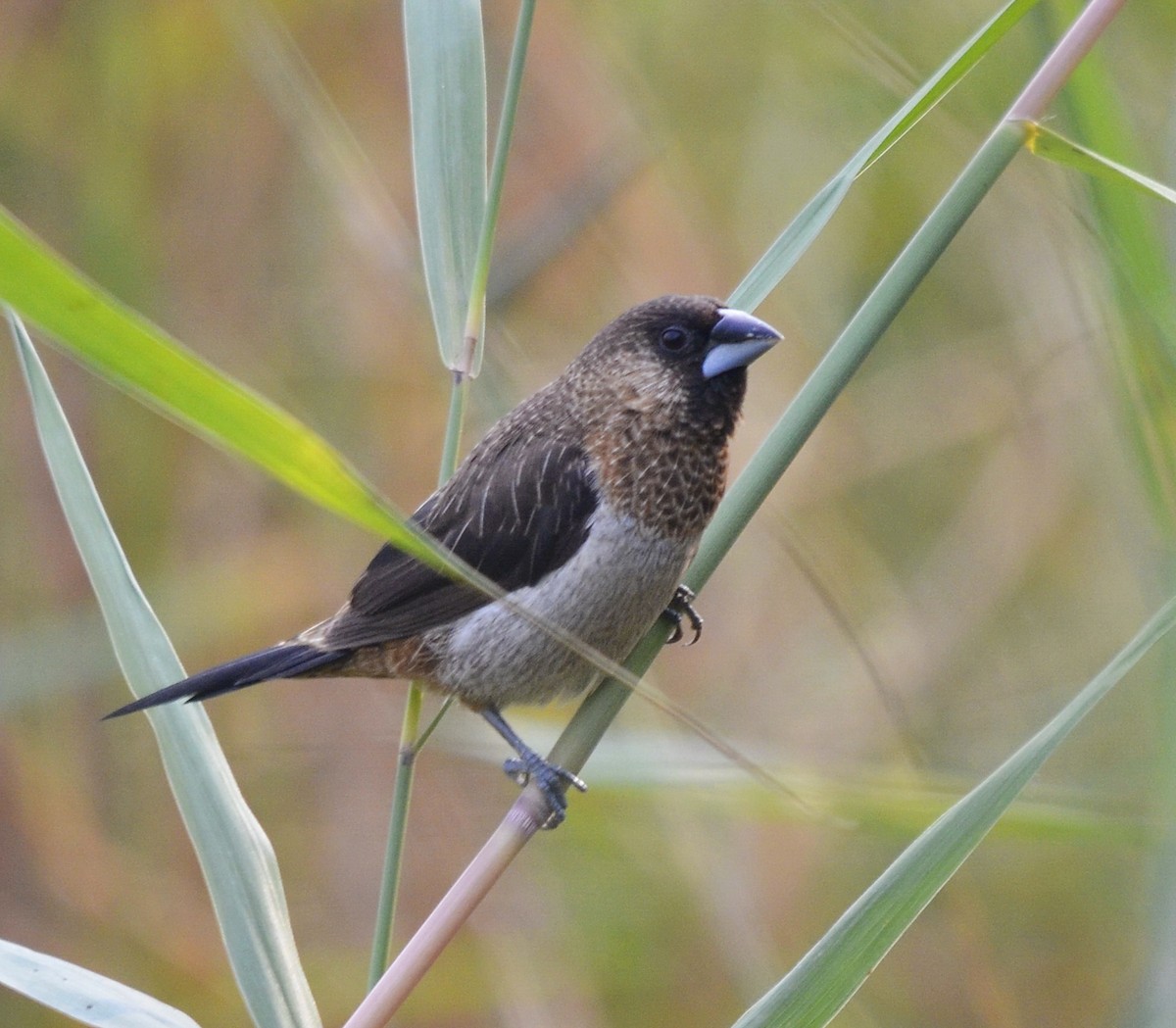 Beyaz Belli Munya - ML647663640