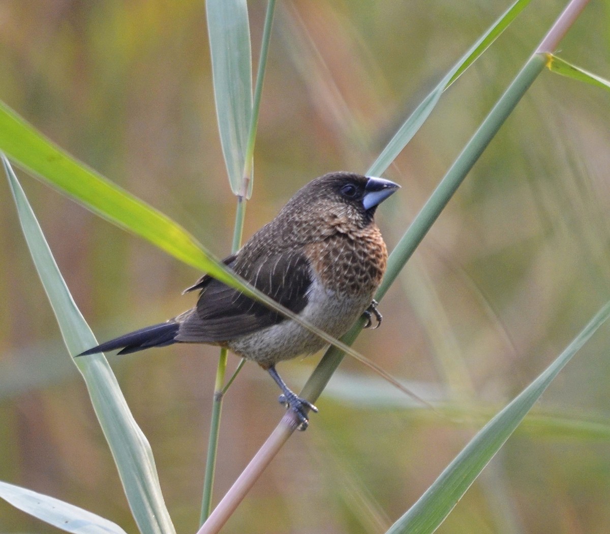 Beyaz Belli Munya - ML647663641