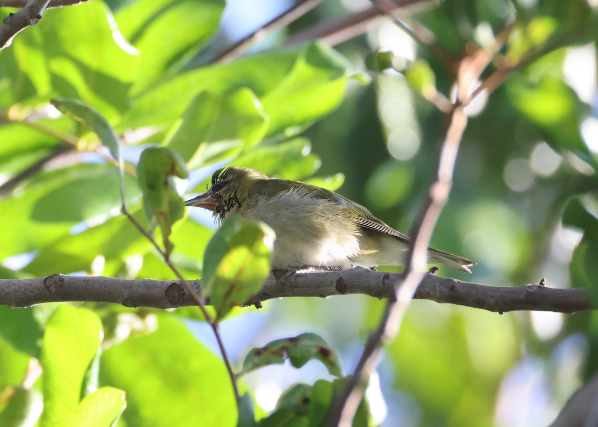 Tennessee Warbler - ML647663658