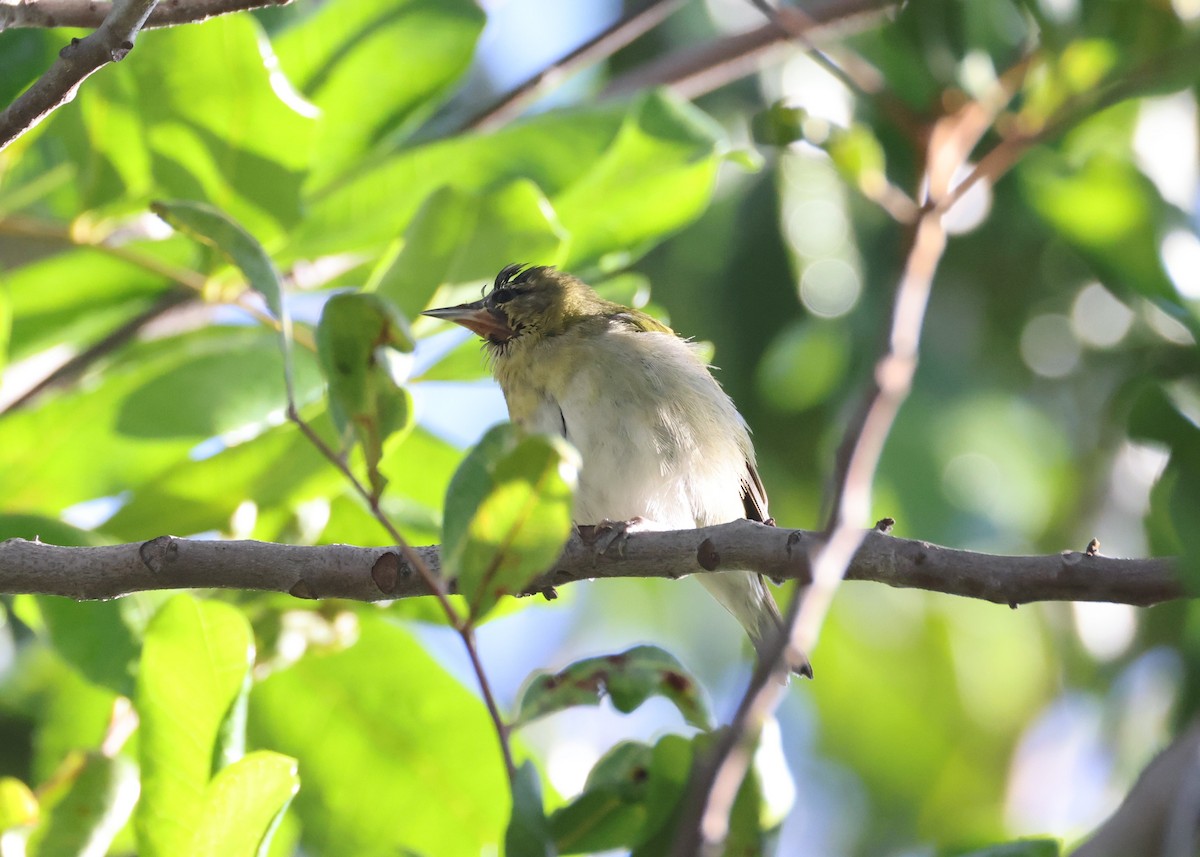 Tennessee Warbler - ML647663659