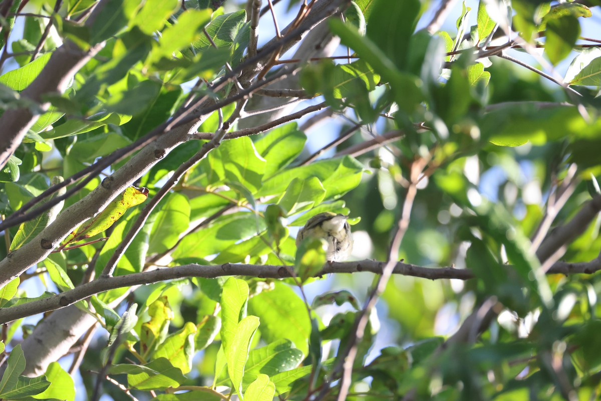 Tennessee Warbler - ML647663660