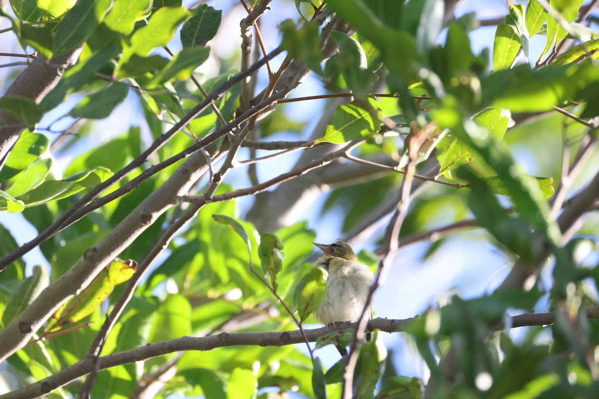 Tennessee Warbler - ML647663661