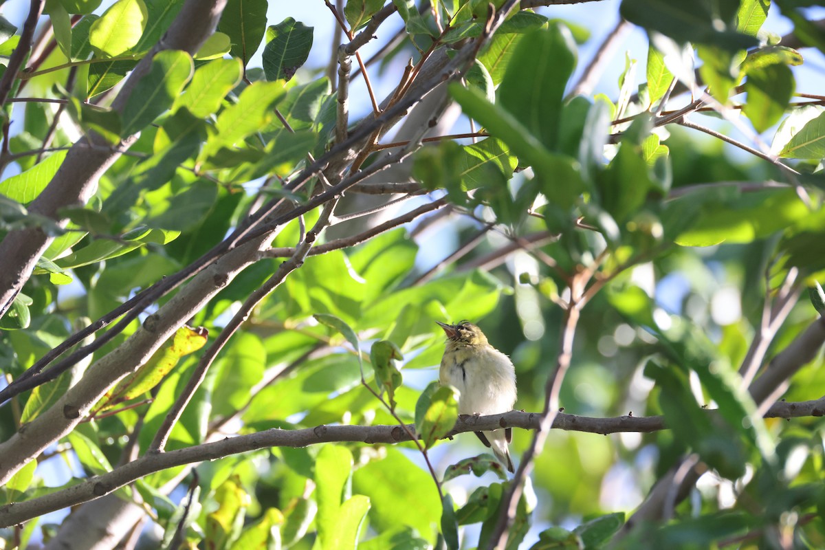 Tennessee Warbler - ML647663662