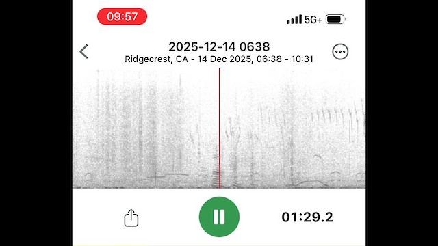 Гагара полярна - ML647663665