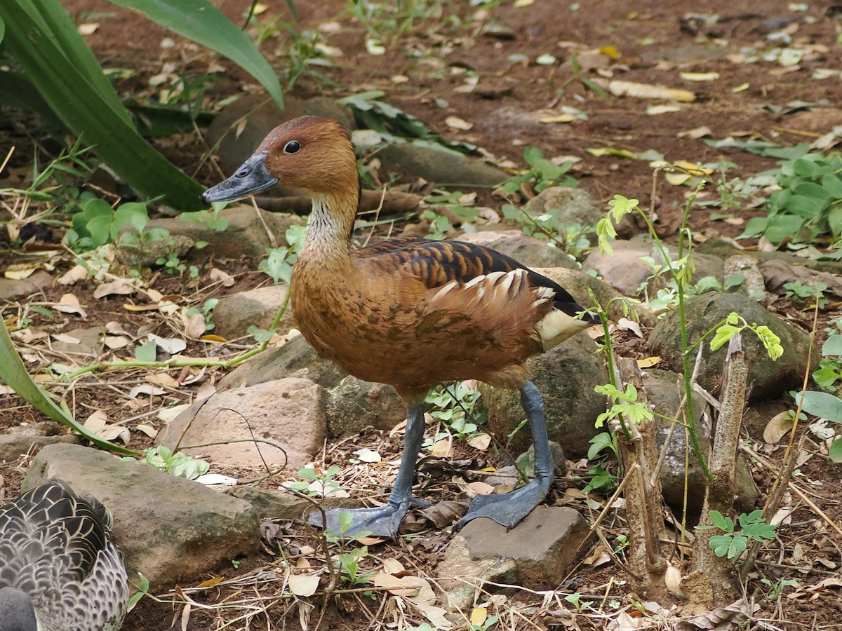 Свистач рудий - ML647663666