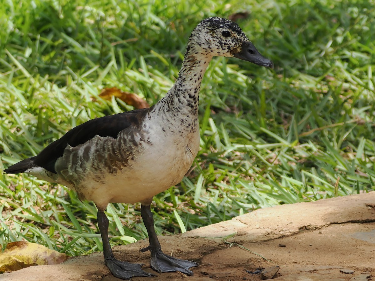 Качка шишкодзьоба - ML647663680