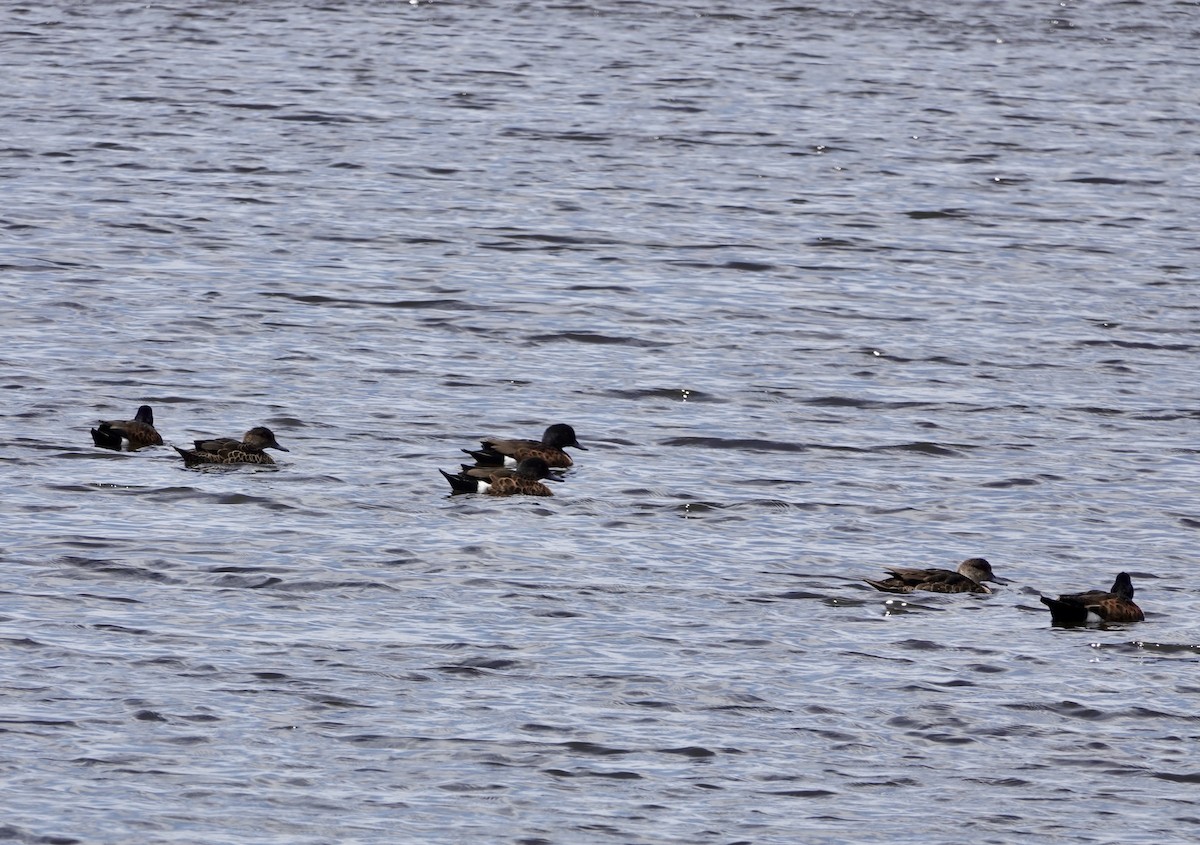 Chestnut Teal - ML647663698