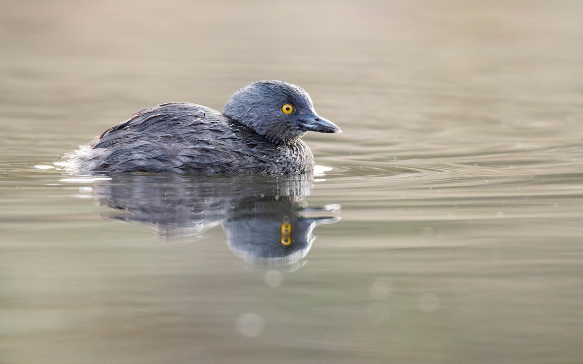 Amerika Küçük Batağanı - ML647663699