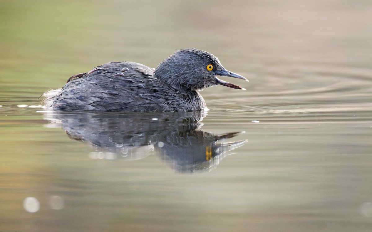 Amerika Küçük Batağanı - ML647663700