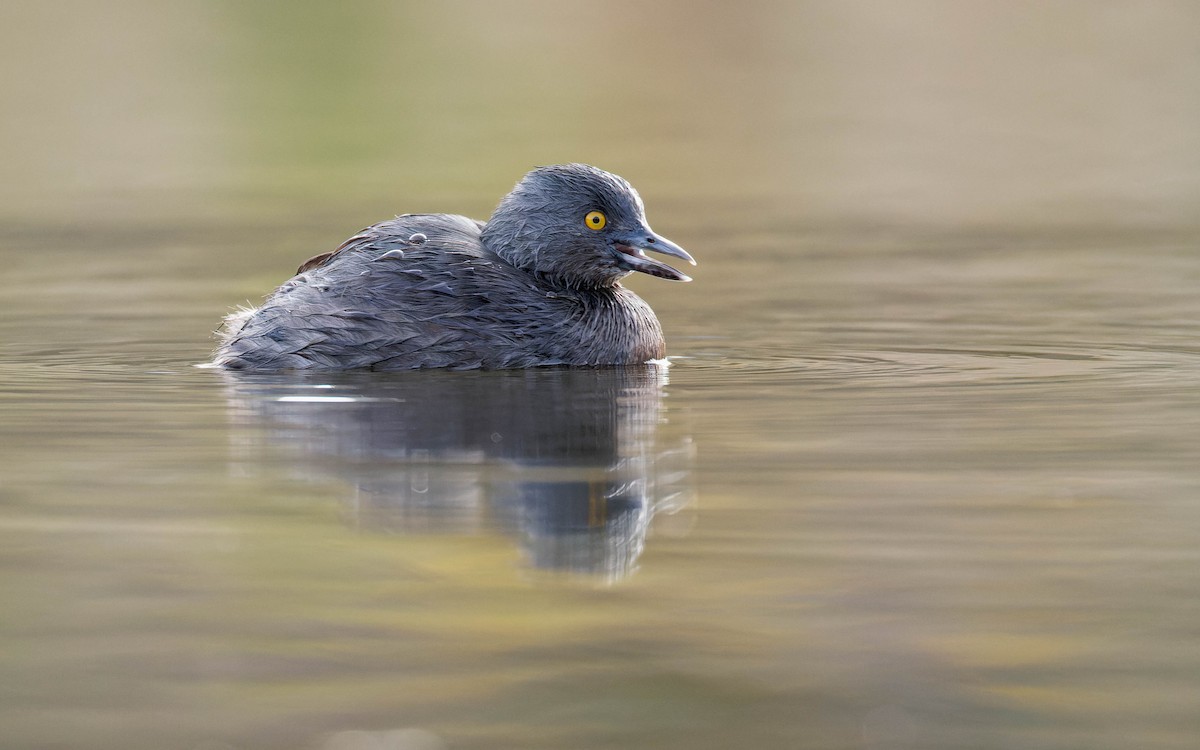 Amerika Küçük Batağanı - ML647663702