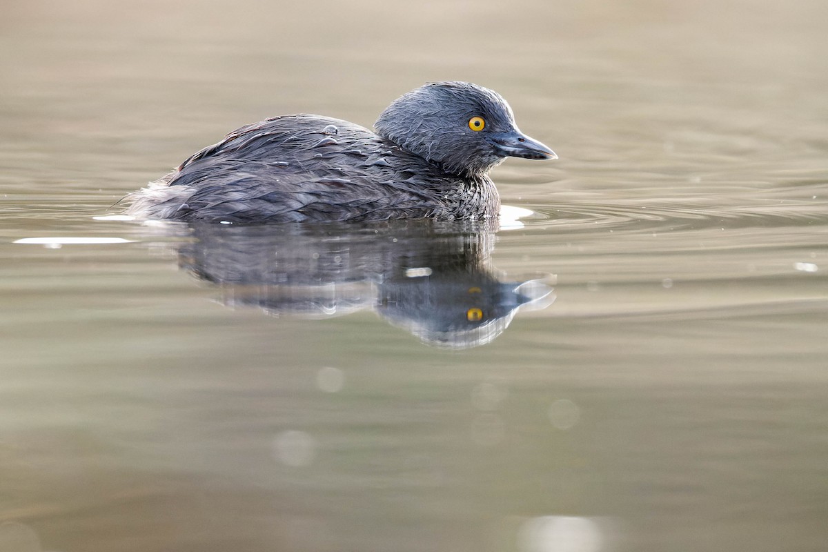 Amerika Küçük Batağanı - ML647663703