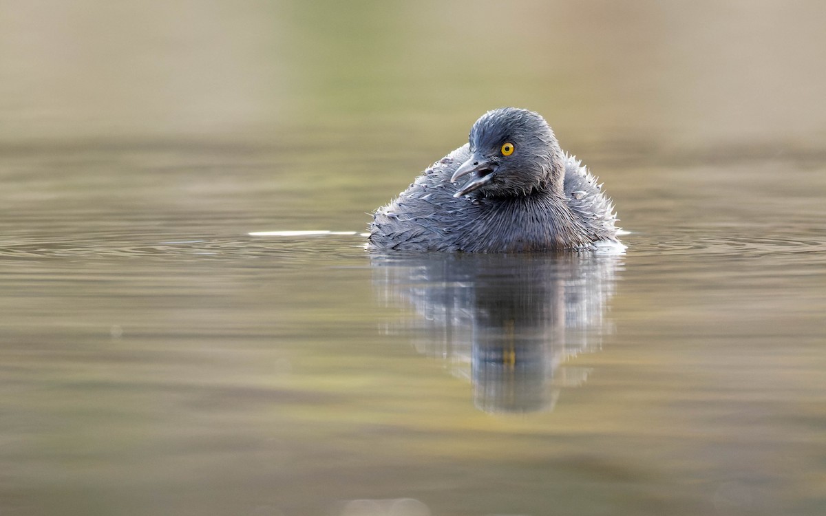 Amerika Küçük Batağanı - ML647663704