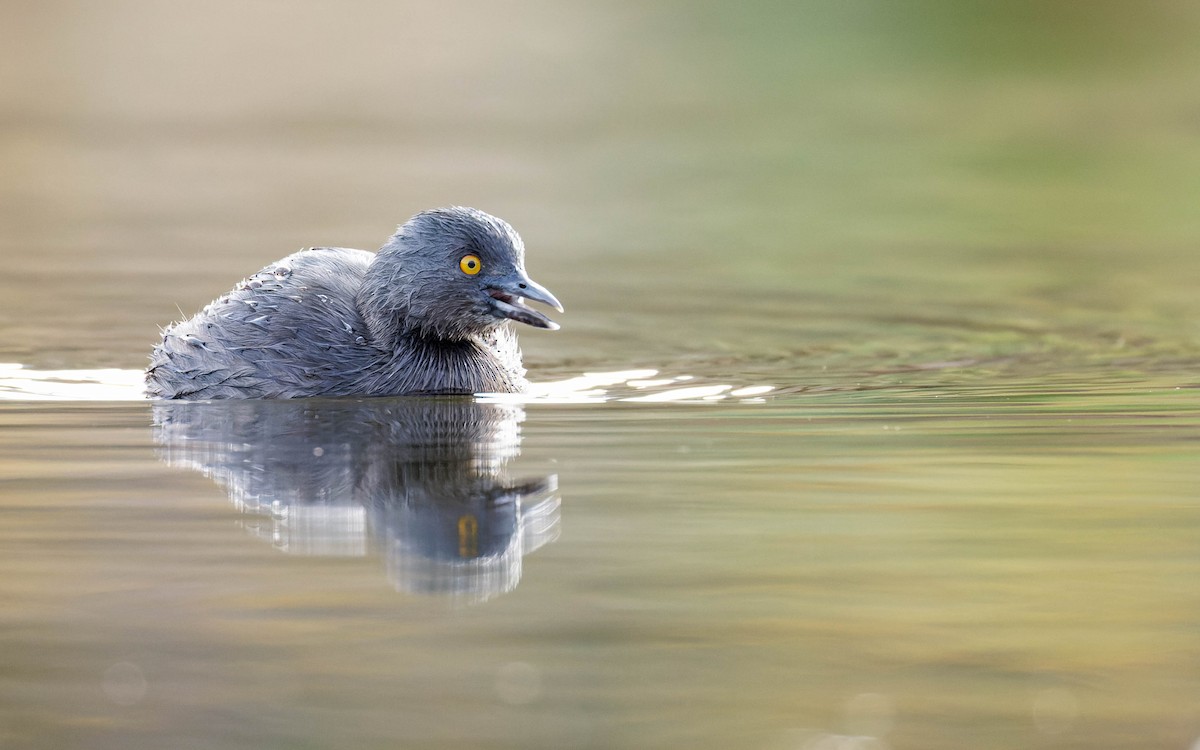 Amerika Küçük Batağanı - ML647663705