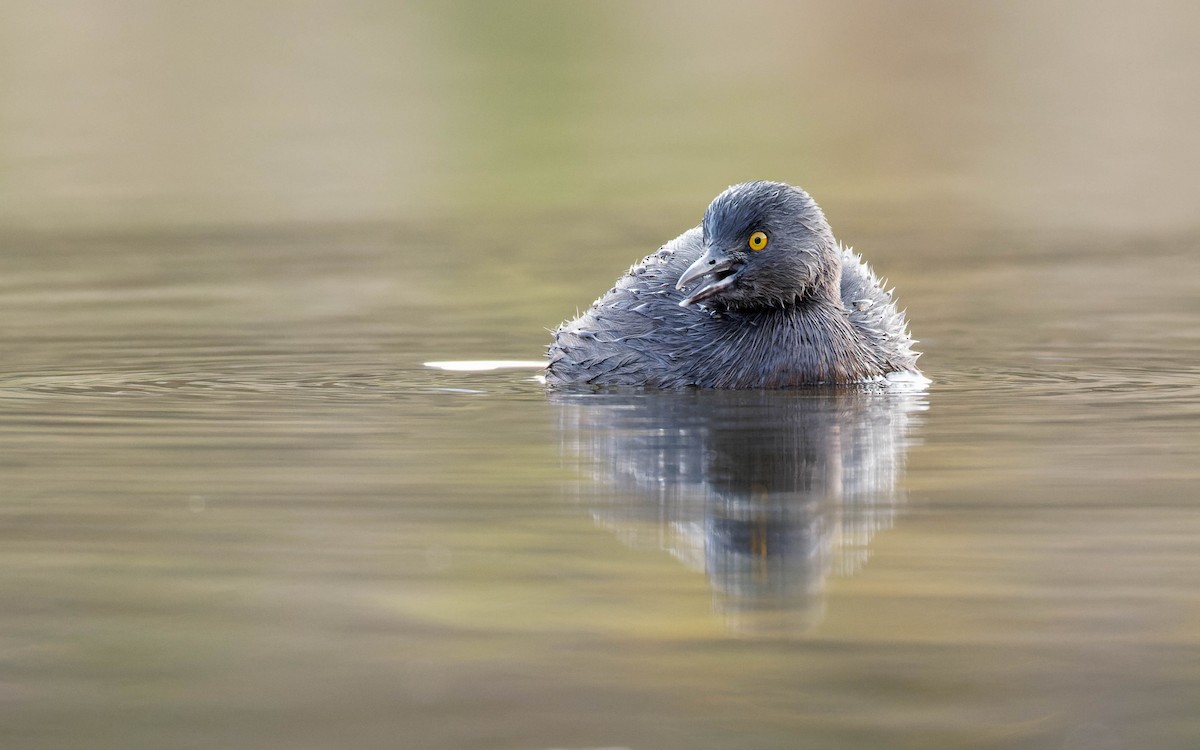 Amerika Küçük Batağanı - ML647663706