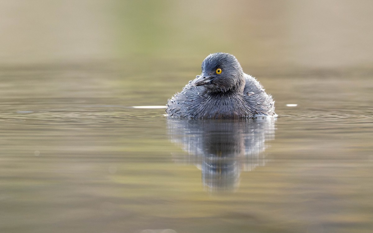 Amerika Küçük Batağanı - ML647663707