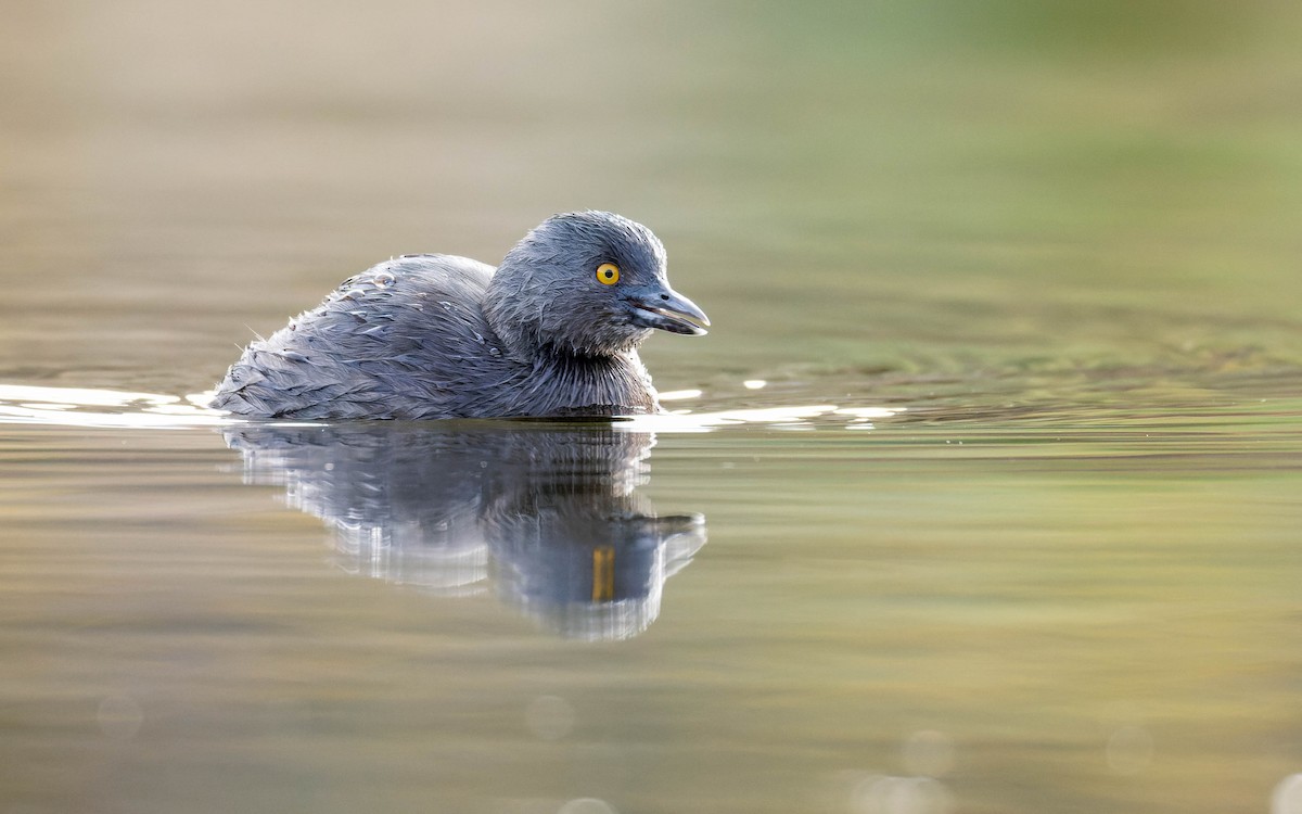 Amerika Küçük Batağanı - ML647663708