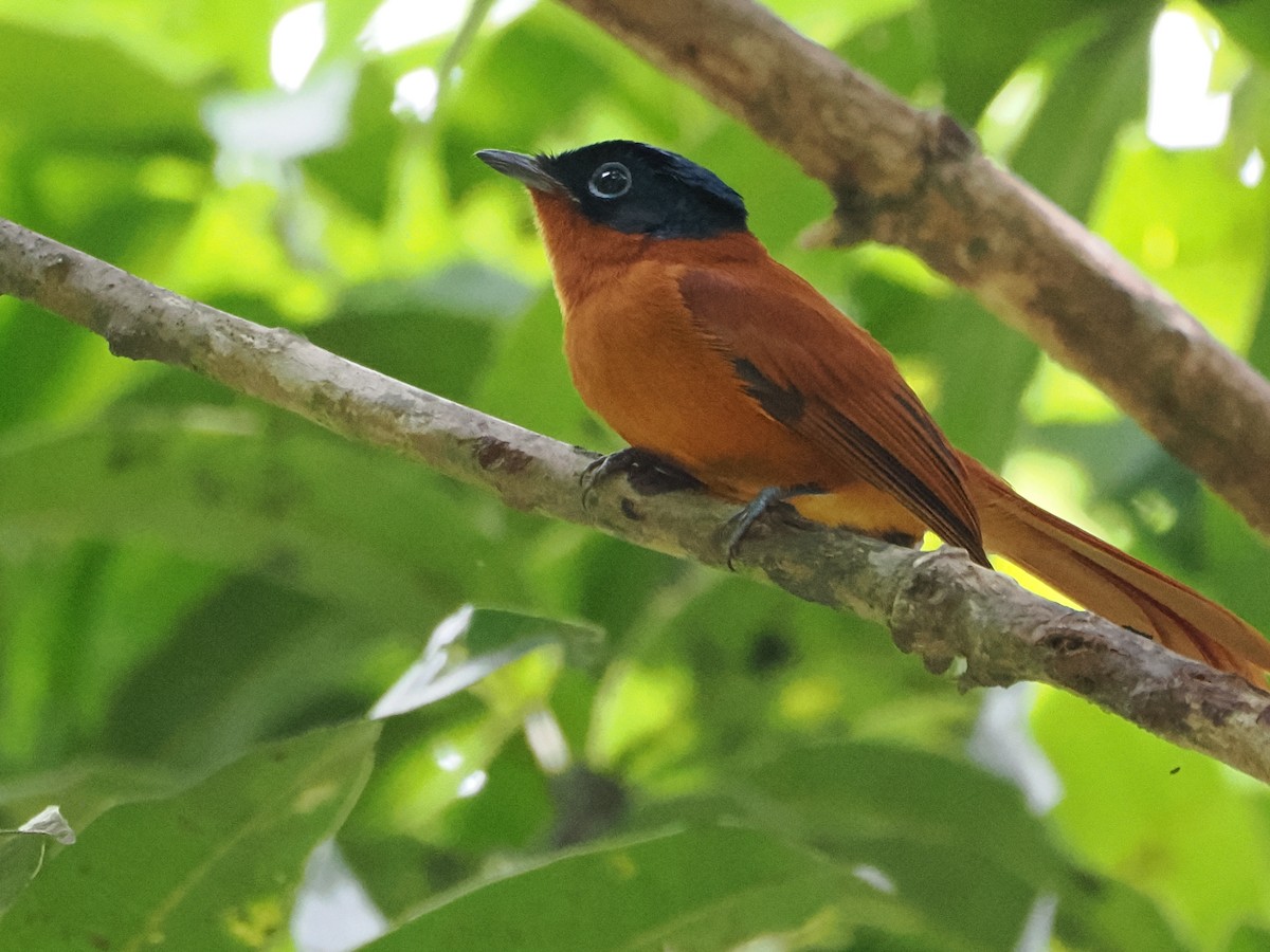 Монарх-довгохвіст мадагаскарський - ML647663715