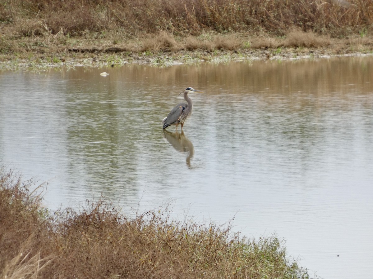 Great Blue Heron - ML647663716
