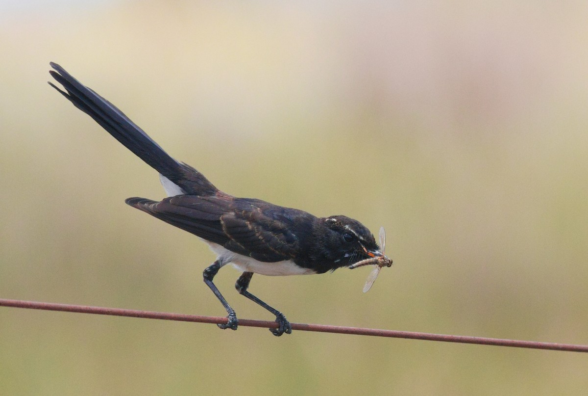 Willie-wagtail - ML647663718